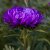 Aster - Callistephus Chinensis King Size Mid Blue