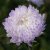 Aster - Callistephus chinensis Tower Silver