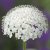 Blåparasoll - Trachymene coerulea Lace White