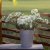 Blomsterkörvel - Orlaya Grandiflora White Lace