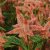 Celosia Spicata Celway Salmon