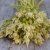Celosia spicata celway white