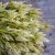 Celosia spicata celway white