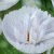 Rosenskära - Cosmos Bipinnatus Cupcakes Blush