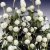 Klotamarant Gomphrena globosa Qis white eternell