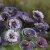 Kornvallmo Papaver rhoeas Amazing Grey