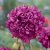 Pionvallmo - Papaver Somniferum Purple Peony