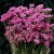 Risp - Limonium sinuatum Forever Rose