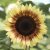 Sunflower Helianthus annuus Pro Cut Red/lemon Bicolor BIGPACK