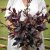 Trädgårdsmålla Atriplex hortensis Red Plume