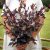 Trädgårdsmålla Atriplex hortensis Red Plume