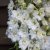 Trädgårdsriddarsporre - Delphinium elatum Magic Fountains Pure White