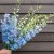Trädgårdsriddarsporre - Delphinium elatum Magic Fountains Sky Blue White Bee