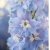 Trädgårdsriddarsporre - Delphinium elatum Magic Fountains Sky Blue White Bee