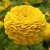 Zinnia - Elegans Dahlia Flowered Golden State