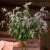 Grå Bergmynta Pycnanthemum incanum Silverleaf Mountain Mint