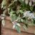 Grå Bergmynta Pycnanthemum incanum Silverleaf Mountain Mint