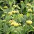 Gul Lejonsvans Phlomis russeliana