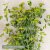 Bupleurum rotundifolium Green Gold