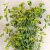 Bupleurum rotundifolium Green Gold