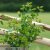 Bupleurum rotundifolium Green Gold