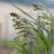 Hirs - Panicum violaceum