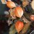 Japansk Lykta Physalis alkekengi