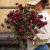 Jätteeternell Helichrysum bracteatum King Size Red Strawflower