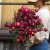 Jätteeternell Helichrysum Bracteatum Rose