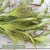 Jungfruhirs Panicum virgatum Fontaine