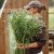 Canary grass - Phalaris Canariensis
