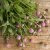 Globe Amaranth Gomphrena globosa Lavender Lady