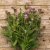 Globe Amaranth Gomphrena globosa Lavender Lady