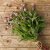 Globe Amaranth Gomphrena globosa Lavender Lady