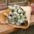 Globe Amaranth Gomphrena globosa Qis white