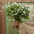 Globe Amaranth Gomphrena globosa Qis white