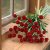 Globe Amaranth Gomphrena haageana Strawberry Fair
