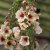 Kungsljus Verbascum Southern Charm