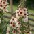 Kungsljus Verbascum Southern Charm