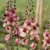 Kungsljus Verbascum Southern Charm