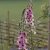 Kungsljus Verbascum Southern Charm