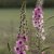 Kungsljus Verbascum Southern Charm