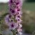 Kungsljus Verbascum Southern Charm
