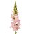 Lejongap Antirrhinum majus Cannes Pink II-III