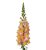 Lejongap Antirrhinum majus Toulon Apricot V