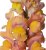 Lejongap Antirrhinum majus Toulon Apricot V