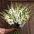 Snapstar Antirrhinum majus Toulon White