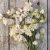Luktärt Lathyrus odoratus Old times