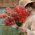 Lejongap Antirrhinum majus madame butterfly bronzeLejongap Antirrhinum majus madame butterfly bronze