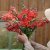Lejongap Antirrhinum majus madame butterfly bronze